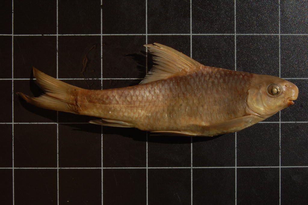 (Varicorhinus Rüppell, 1835) Род ХРАМУЛИ 37 видов